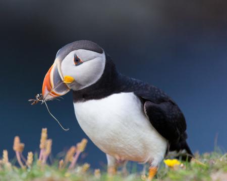 Puffin