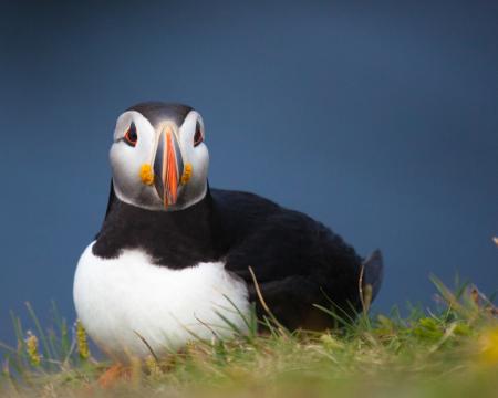 Puffin