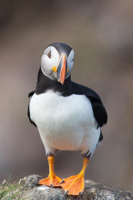 Puffin