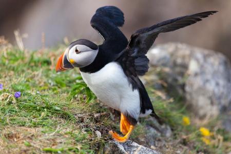 Puffin