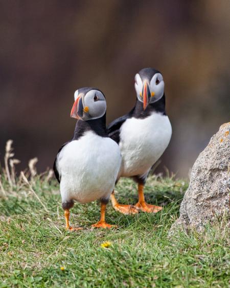 Puffins