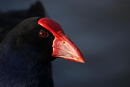 Pukeko. (Porphyrio porphyrio).