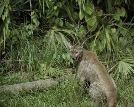 Puma in the Jungle