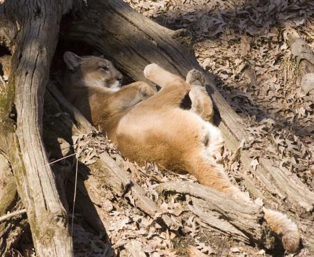 Puma Sleeping