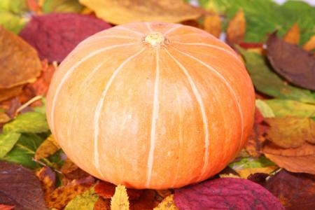 Pumpkin