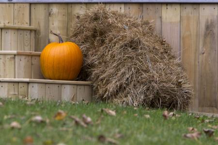 Pumpkin and Hay