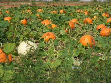 Pumpkin patch