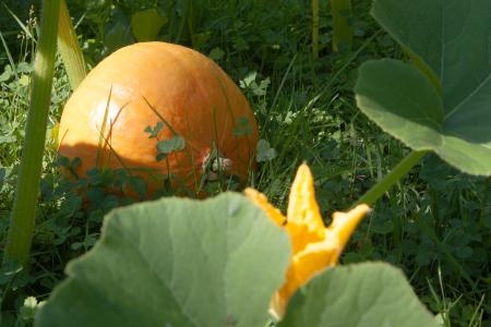 Pumpkin Field