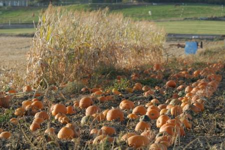 Pumpkin Patch