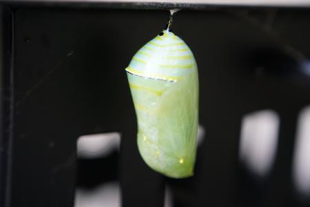 Pupa