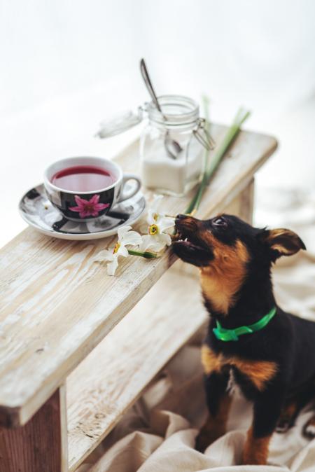 Puppy bites the flower