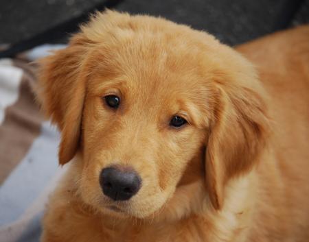 Puppy Closeup