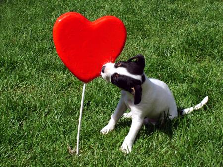 Puppy kissing a heart