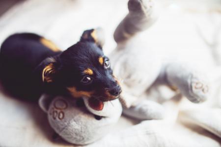 Puppy with teddy bear