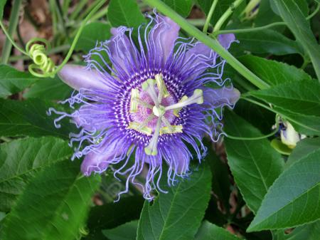 Purple alien flower