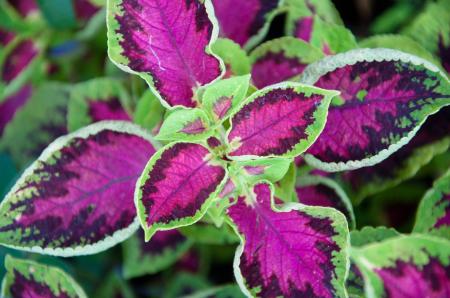 Purple and green coleus plant
