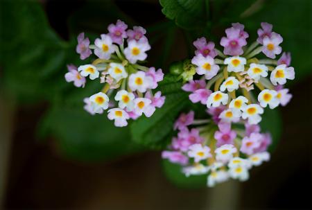 Purple and White Flower Photo