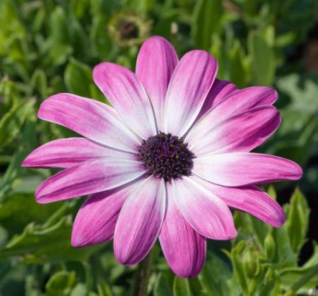 Purple and White Petal Flower