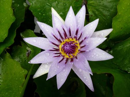 Purple and White Petals Flower