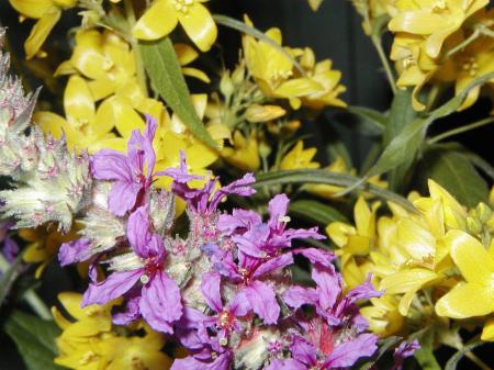 Purple and yellow flowers