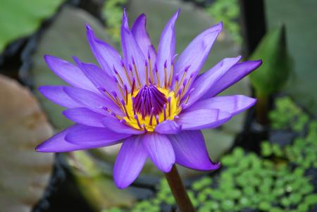 Purple and Yellow Lotus Flower