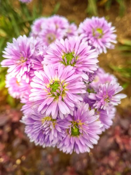 Purple Asters Closeup Photo at Daytime
