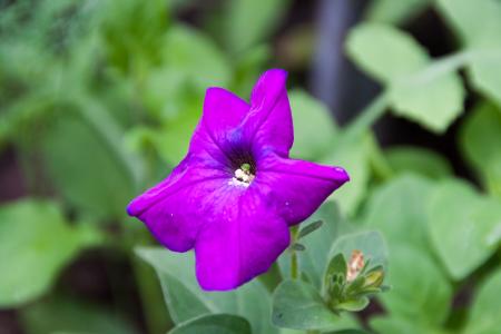 Purple flower