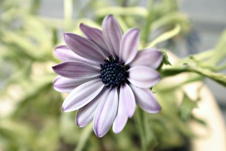 Purple flower