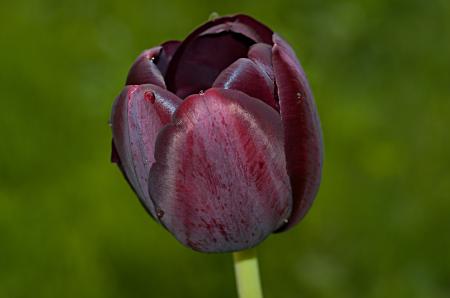 Purple Flower