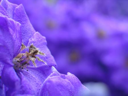 Purple Flower