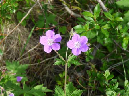 Purple flower