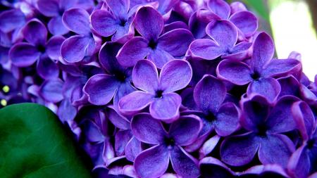 Purple flower