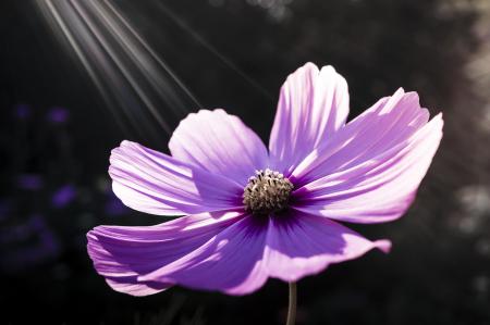 Purple Flower during Daytime