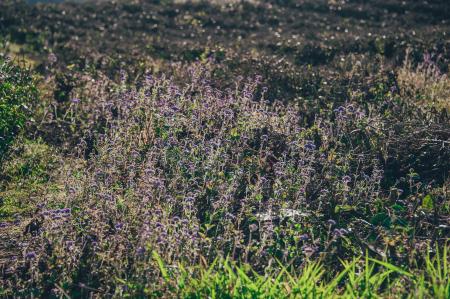 Purple Flower Field at Daytime