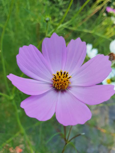 Purple flower in the grass