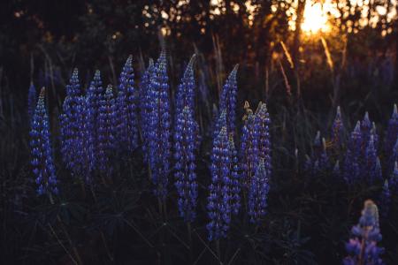 Purple Flower Plants Near Trees