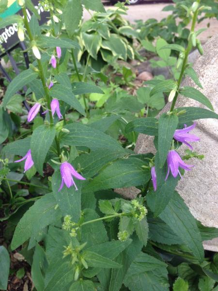 Purple Flowers