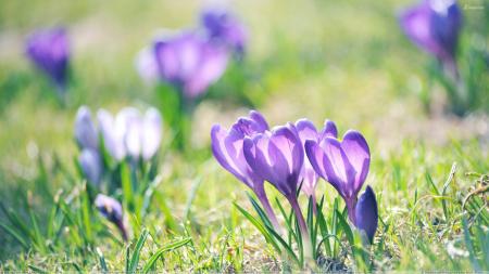 Purple flowers