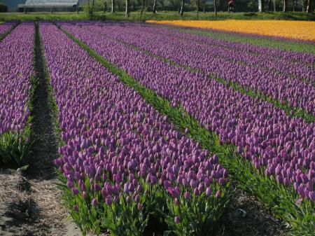 Purple Flowers