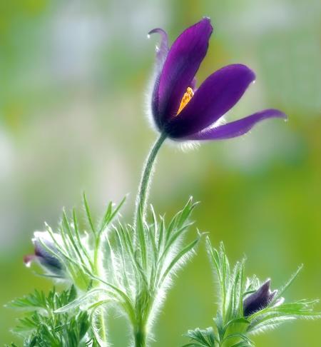 Purple Flowers