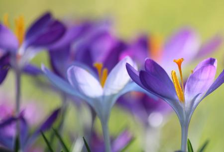 Purple Flowers