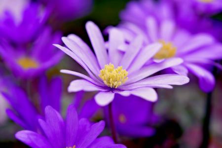 Purple Flowers