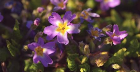 Purple Flowers