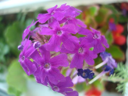 Purple garden flower