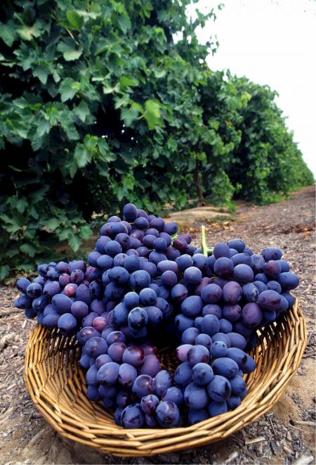 Purple Grapes