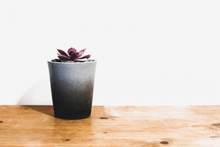 Purple Indoor Potted Plant