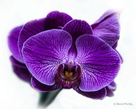 Purple orchid