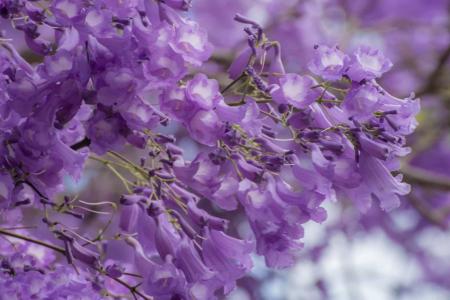 Purple Petal Flower