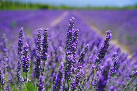 Purple Petal Flowers Focus Photograph