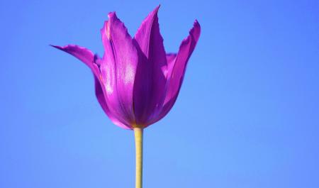 Purple Petaled Flower